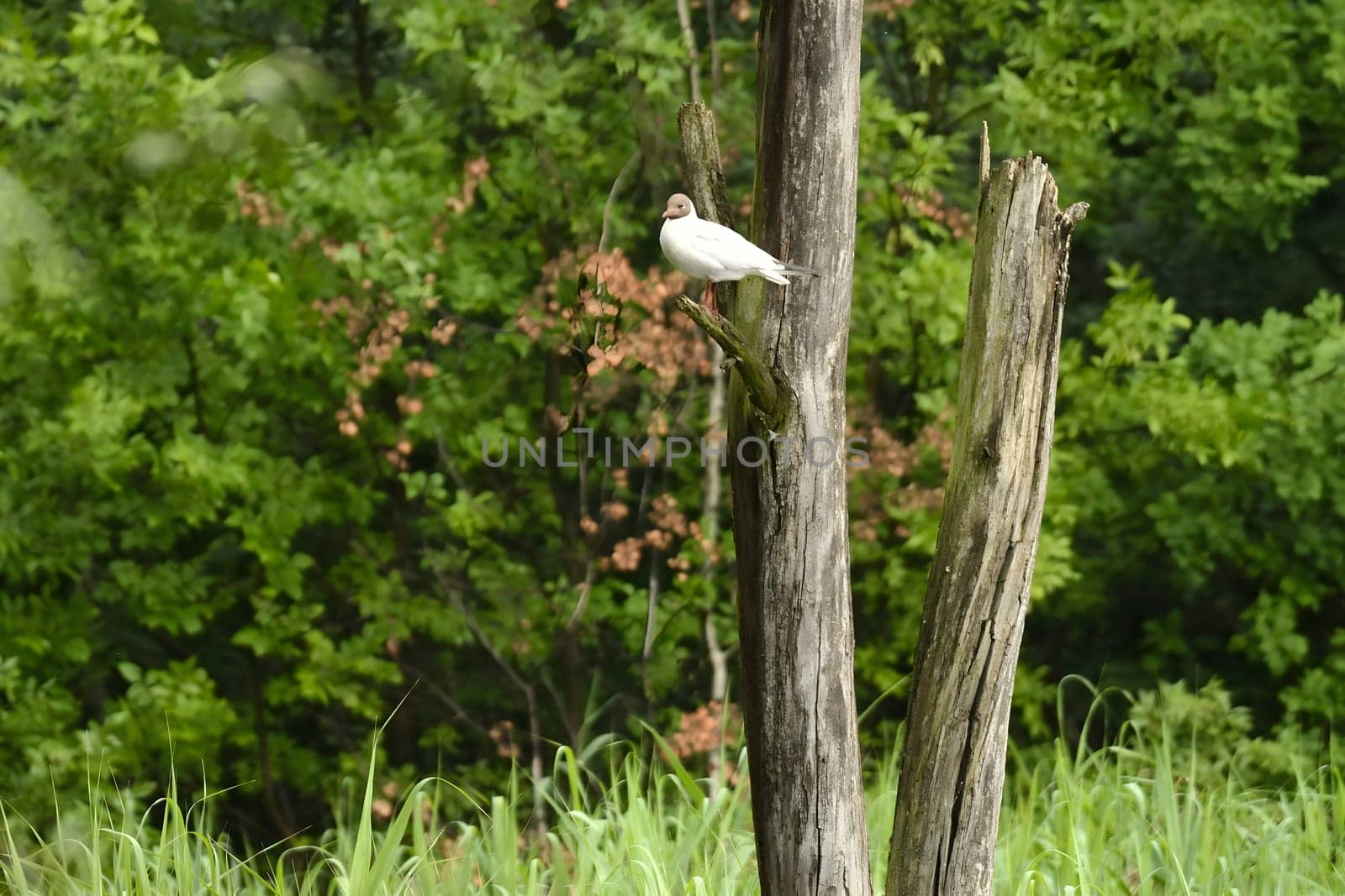 A Black-headed gull perched gracefully on a tree branch, surveying its surroundings with elegance and poise.