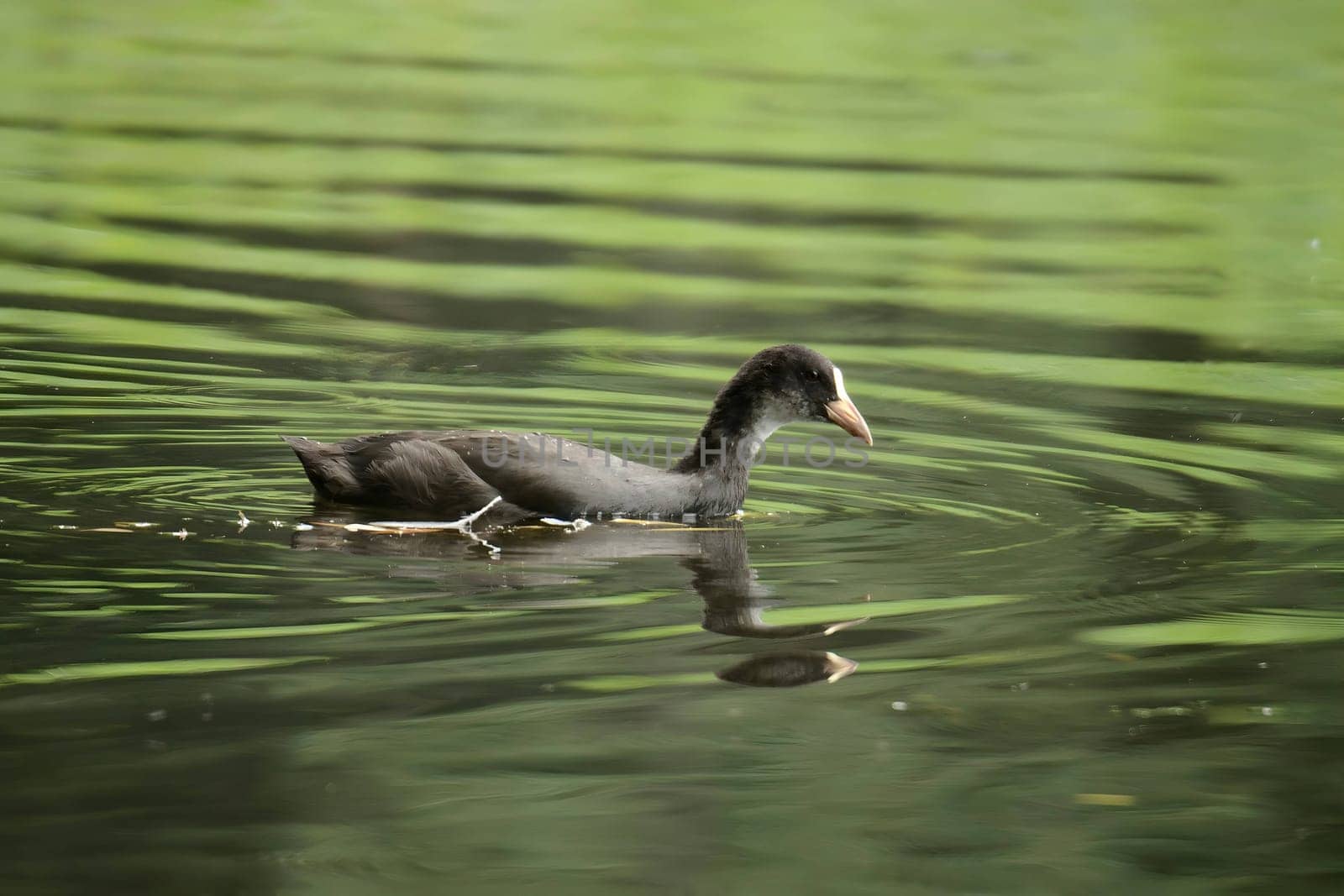 An Eurasian coot gracefully glides on the calm water, surrounded by lush greenery, creating a serene and picturesque scene in nature's embrace.