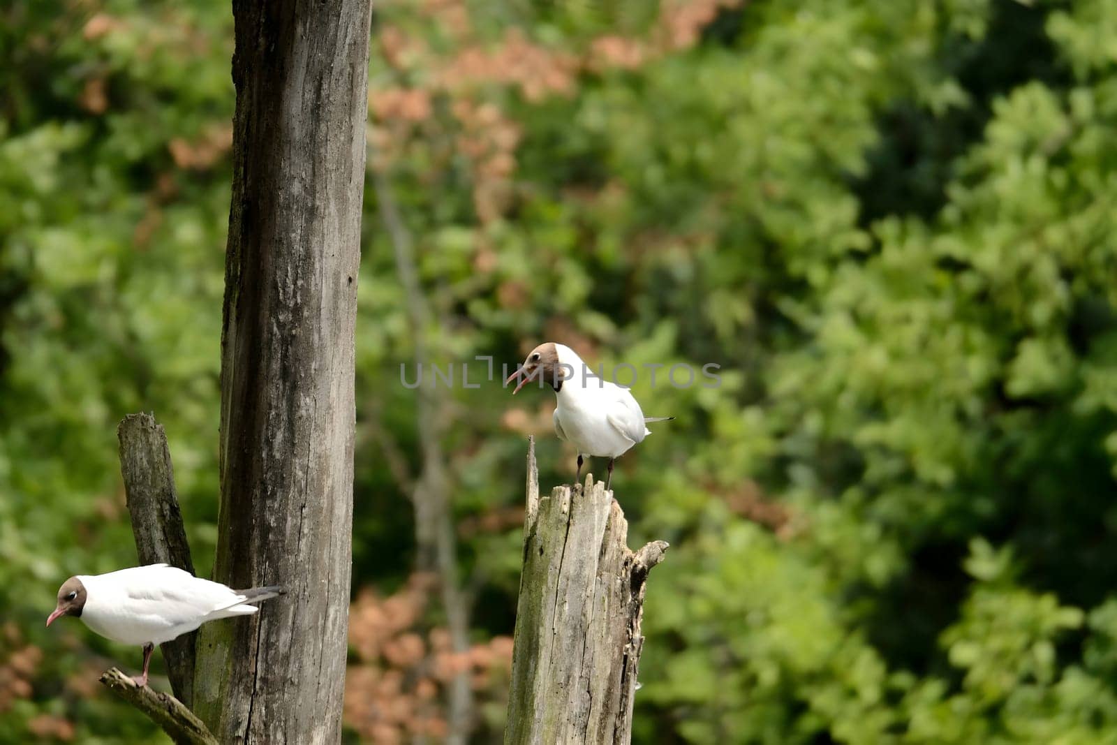 A pair of Black-headed gulls perched on a log protruding from the water, enjoying the serene surroundings. Nature's harmony captured.