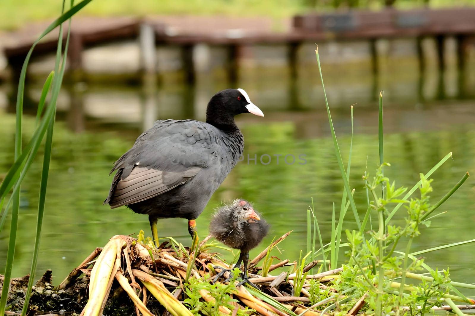 A heartwarming sight of an adult Eurasian coot proudly caring for its adorable youngster, a true display of parental love.