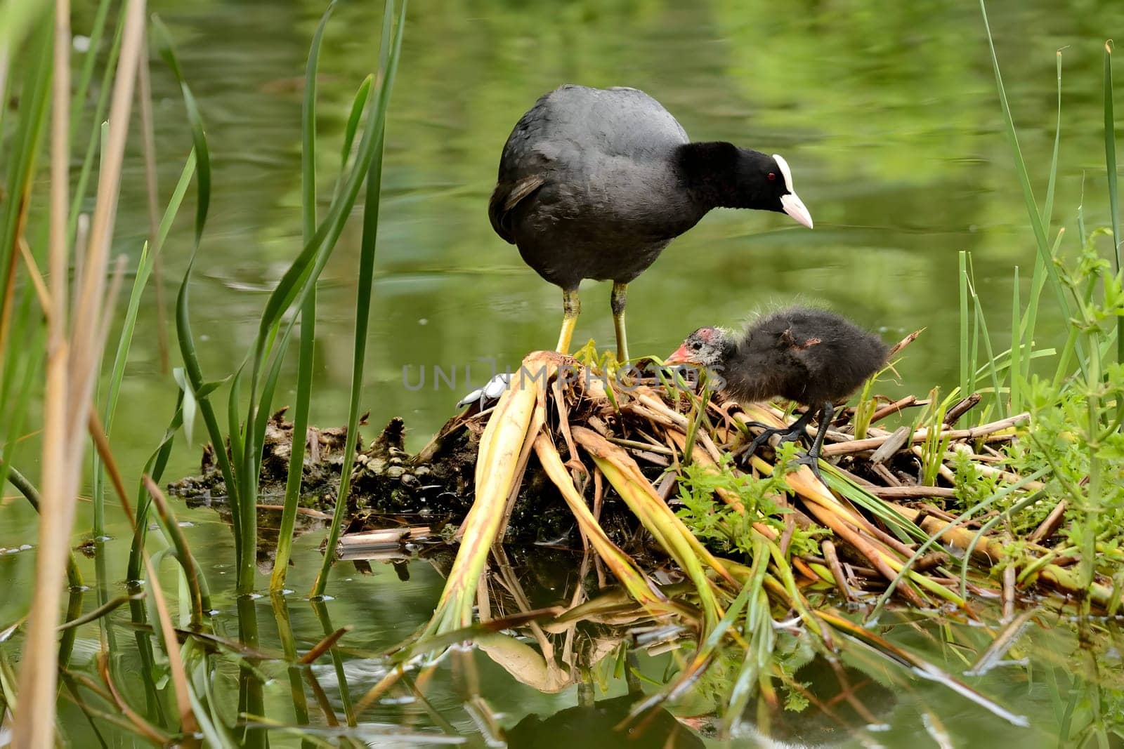 A heartwarming sight of an adult Eurasian coot proudly caring for its adorable youngster, a true display of parental love.