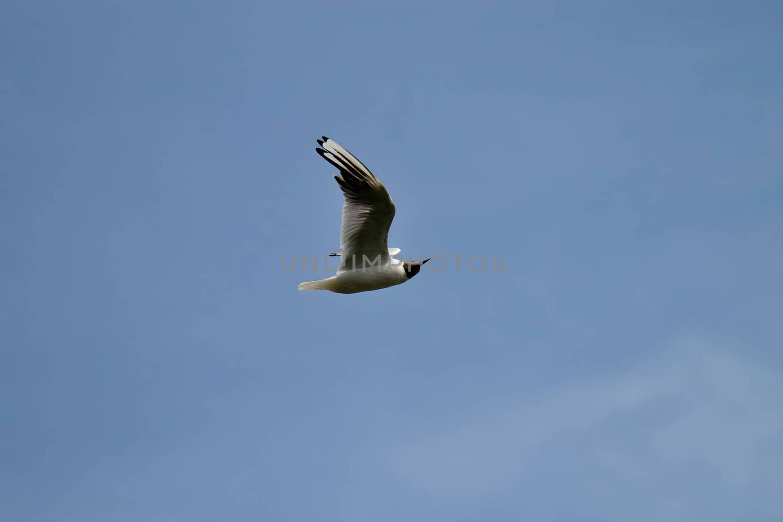 A graceful black-headed gull soaring high in the sky, a magnificent sight of nature's elegance.