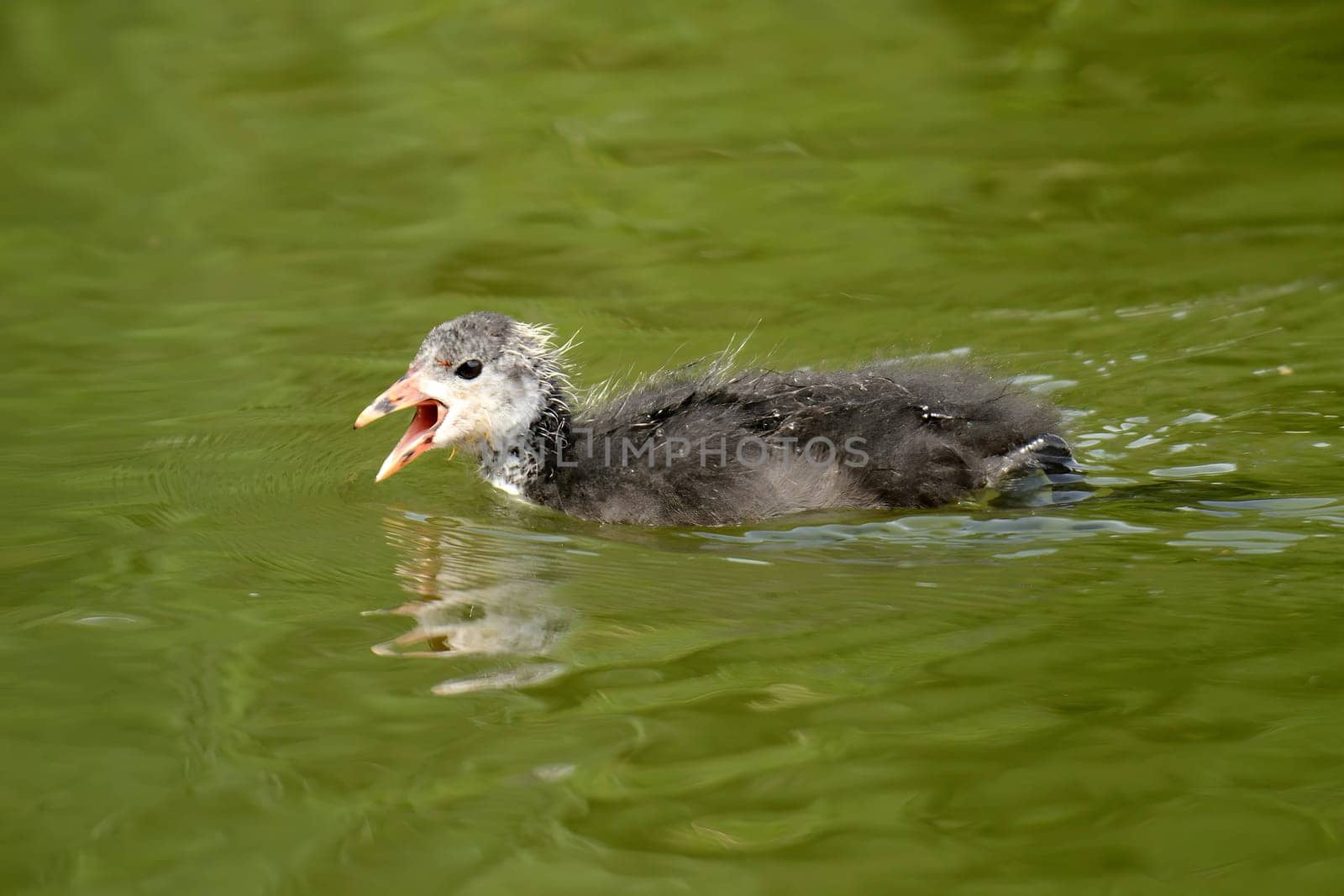 Close-up photo of a young Eurasian coot gracefully gliding on the water's surface, showcasing its charming features. (134 characters)