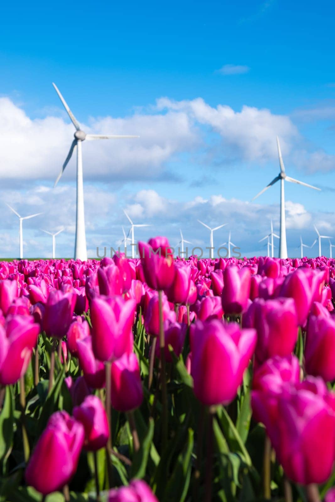 A vibrant field of pink tulips dances under the gaze of towering windmills in the Netherlands in Spring.