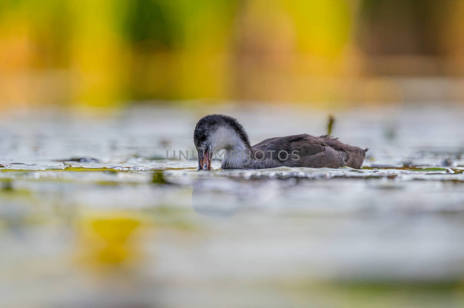 A baby Common Moorhen gracefully glides on the water, with beautifully captured reflections and blurred vegetation in the background.