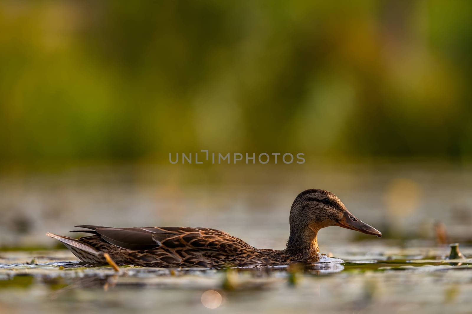 A serene wild duck gracefully gliding on the water, its reflection mirrored below. The smudged vegetation in the background adds to the tranquil scene.