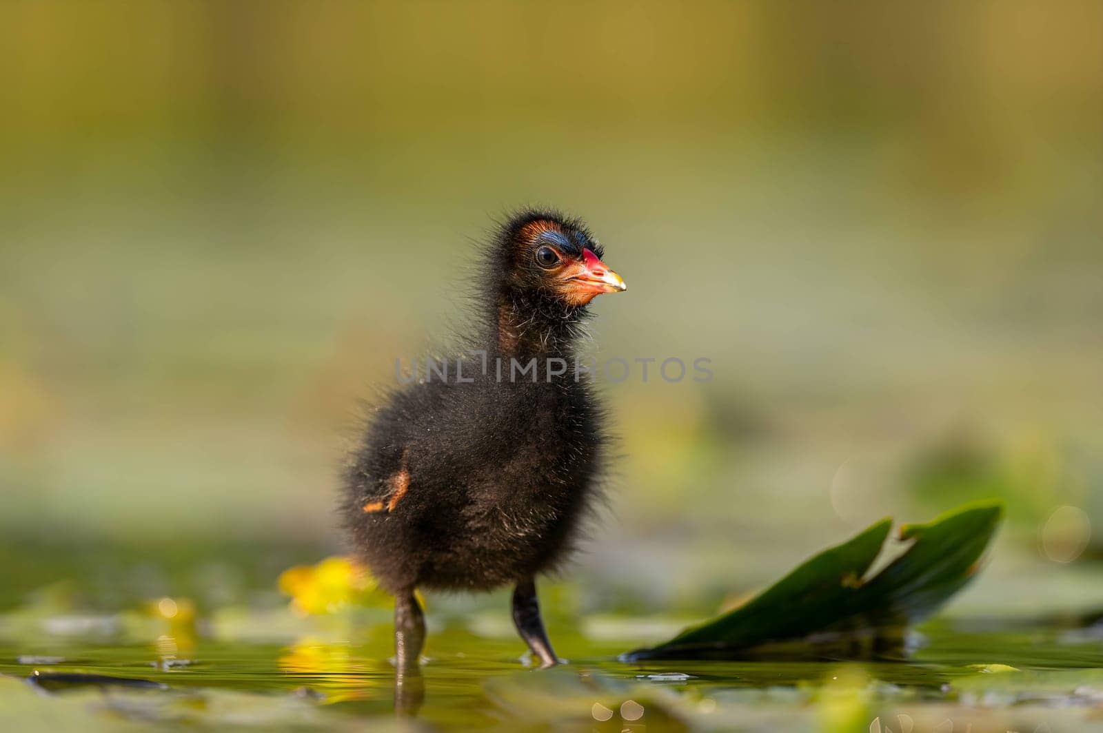 A baby Common Moorhen gracefully glides on the water, with beautifully captured reflections and blurred vegetation in the background.