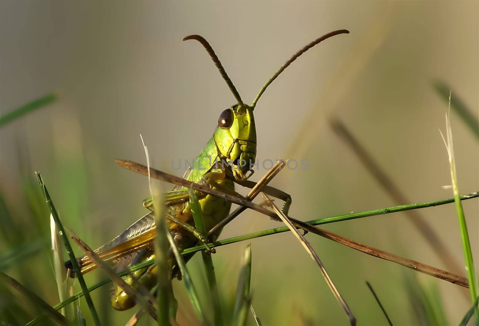A tiny grasshopper gracefully rests on a slender blade of grass, basking in the warmth of the sun. Its vibrant green color harmonizes with the natural surroundings.
