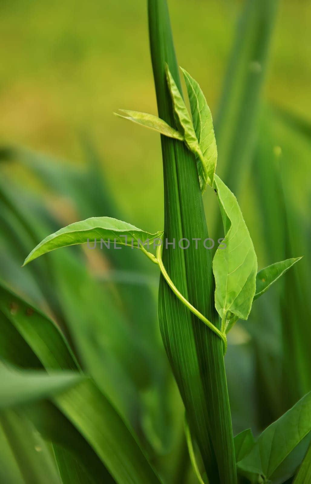 Two vibrant green leaves gracefully unfurl, basking in the gentle sunlight. Their delicate veins intricately patterned, showcasing the beauty of nature's design.