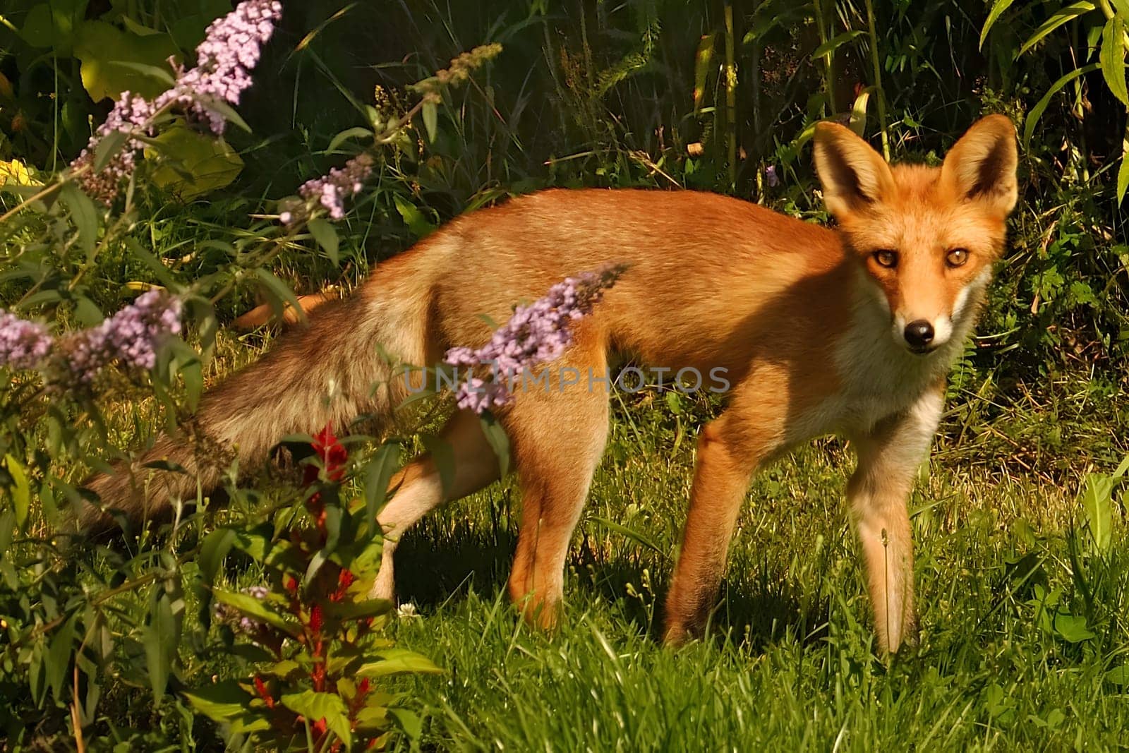A red fox gracefully prowls through green grass, its fiery fur blending with the flora. Daylight illuminates its keen eyes, searching for food.