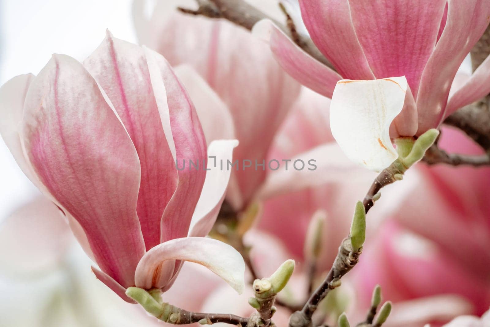 Magnolia Sulanjana flowers with petals in the spring season. beautiful pink magnolia flowers in spring, selective focusing. by Matiunina