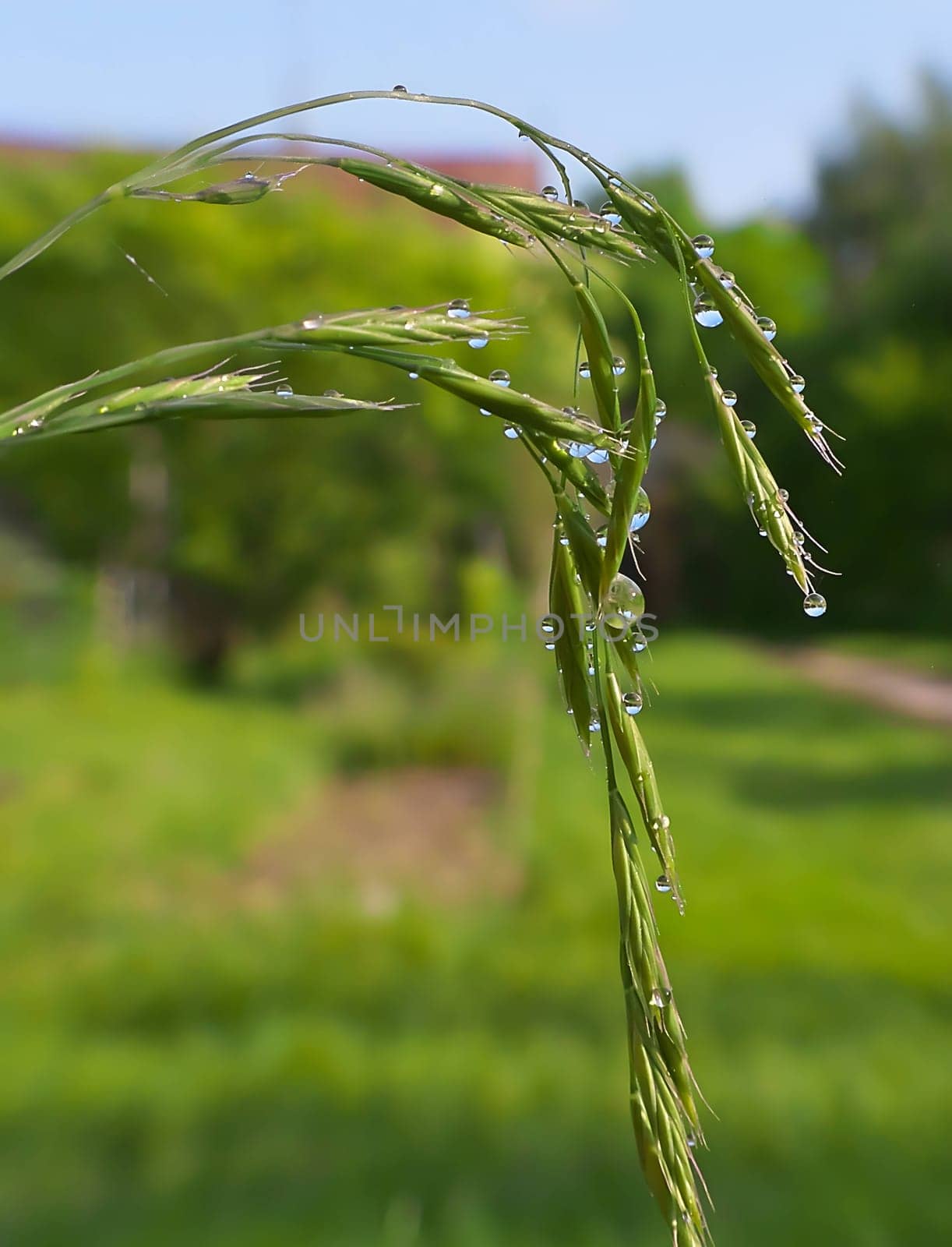 Glistening dewdrops adorn the fresh green blades of grass, creating a mesmerizing sight against the smudged green background, capturing the beauty of nature's delicate touch.