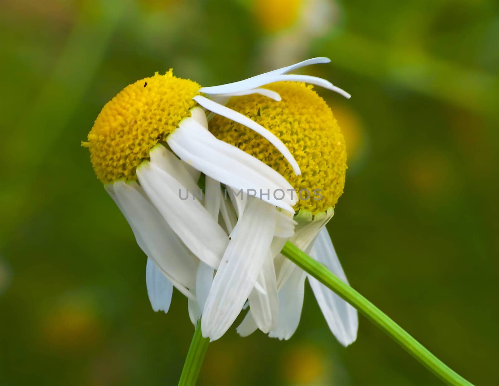 A delicate white daisy flower takes center stage against a soft, green blurred background, creating a serene and charming composition.