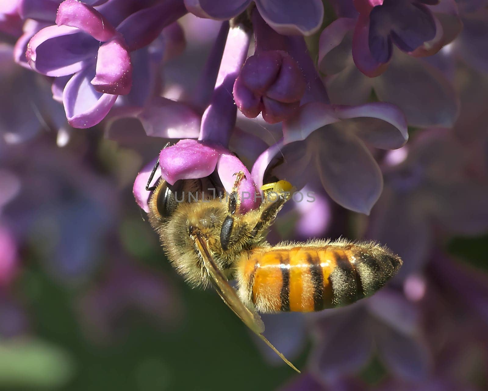 A captivating close-up photo captures a honeybee gracefully perched on a vibrant purple flower, showcasing the mesmerizing beauty of nature's harmony.