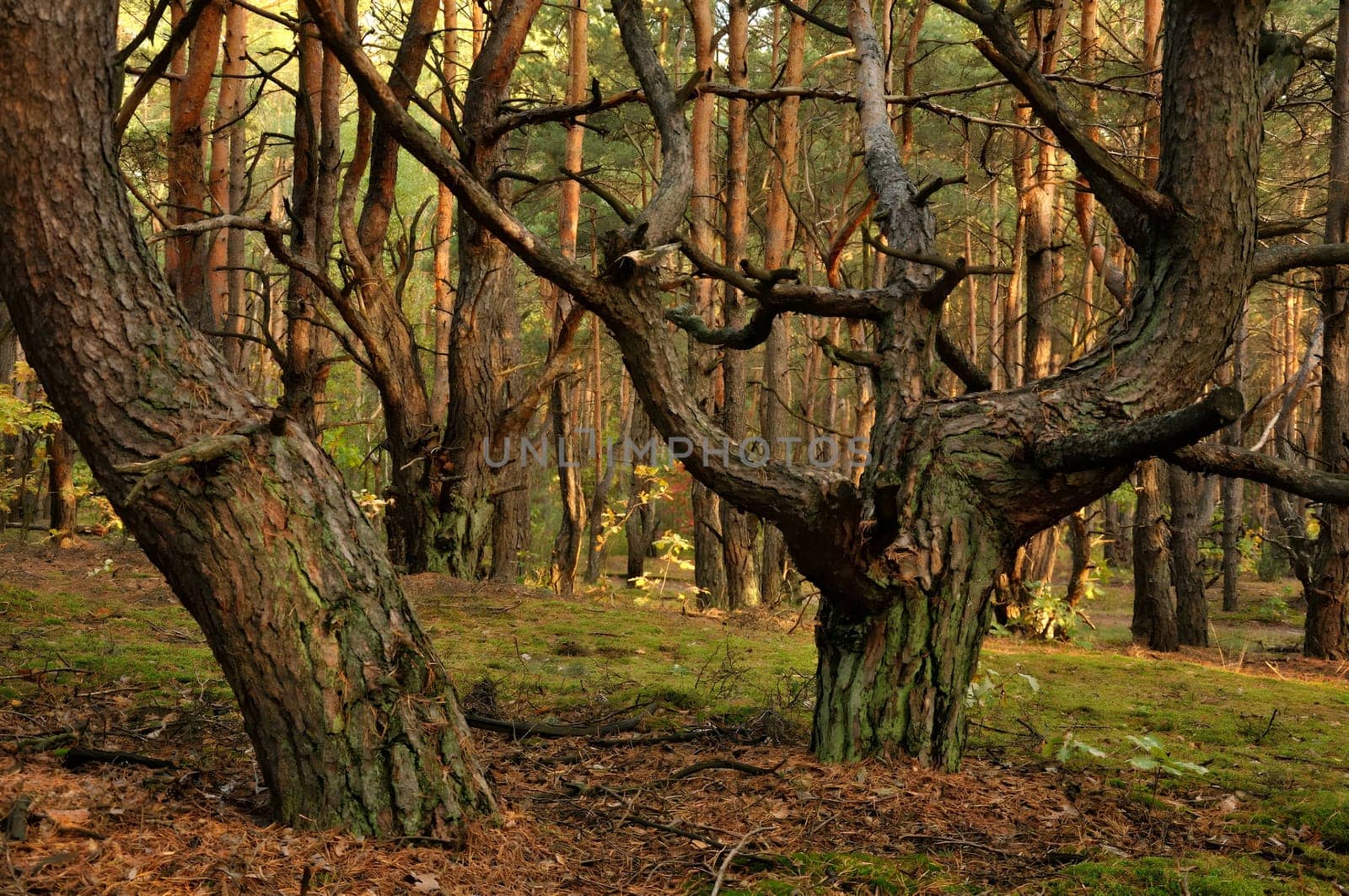 Majestic trees standing tall in the serene woods, basking in the soft daylight and creating a tranquil atmosphere.