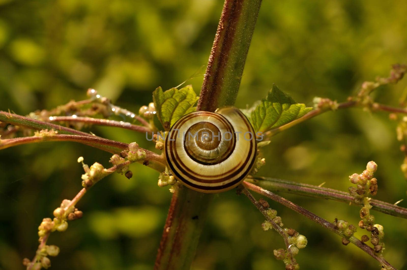 A small snail gracefully crawls along a vibrant green twig, showcasing the beauty of nature's intricate details.