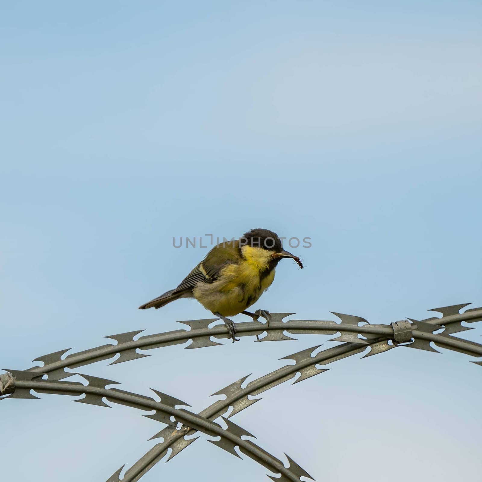 Great tit holding an ant in its beak, perched against the clear blue sky.