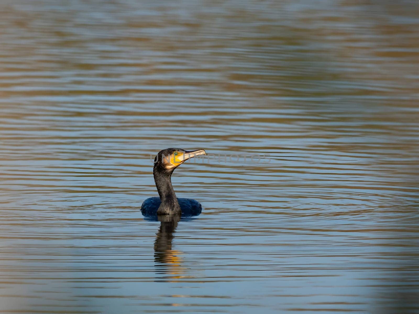 The elegant great cormorant glides gracefully on the water's surface, its dark feathers glistening in the sunlight, as it effortlessly moves through its aquatic realm.