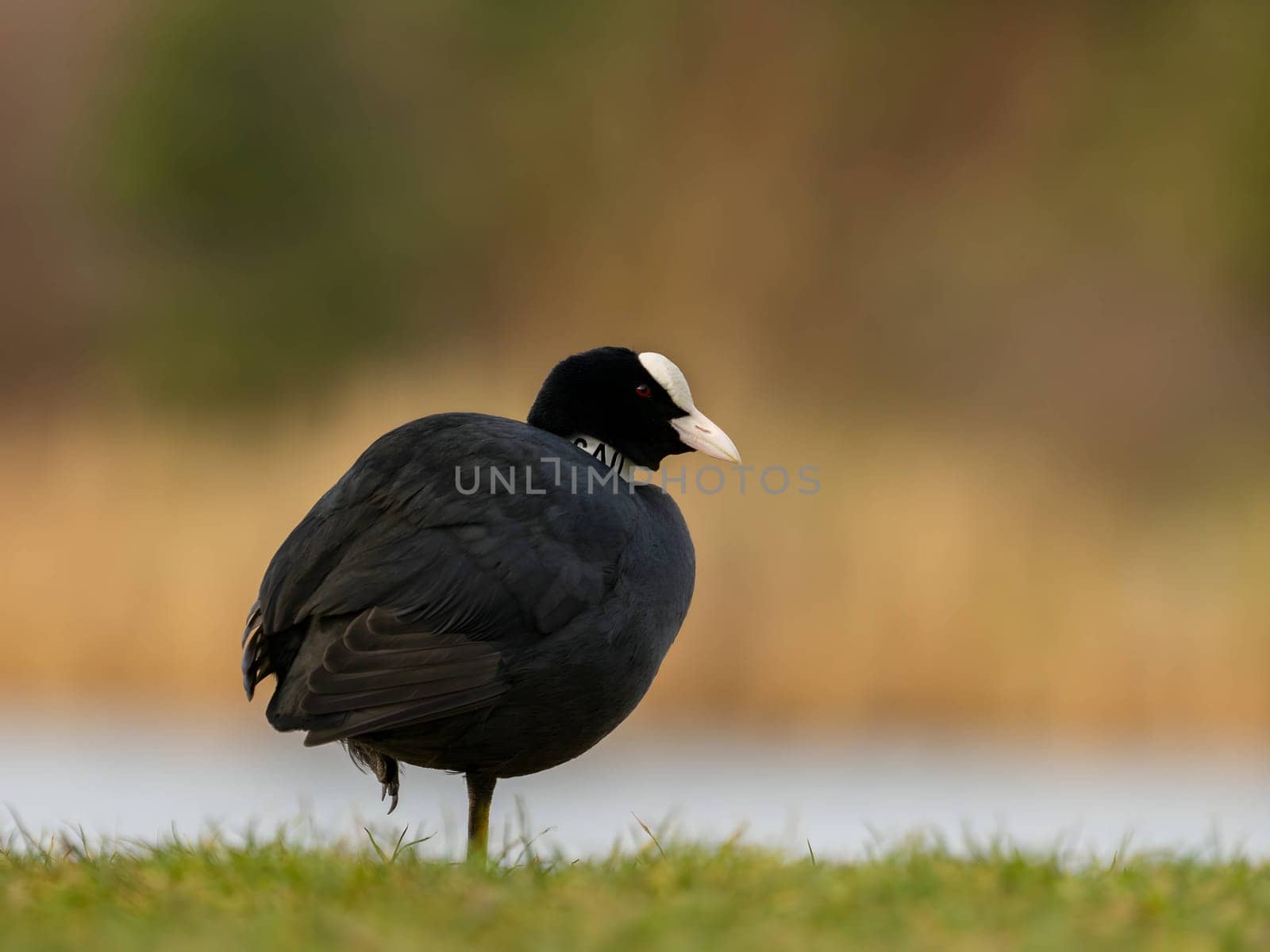 Close-up photo of an Eurasian Coot on grass with a blurry background.