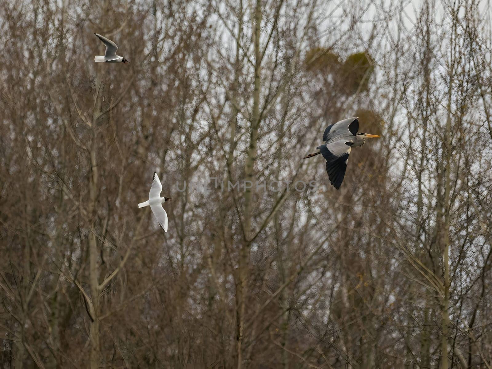 Two black-headed gulls and a gray heron take flight together, each species displaying its unique beauty and grace as they soar through the open sky.