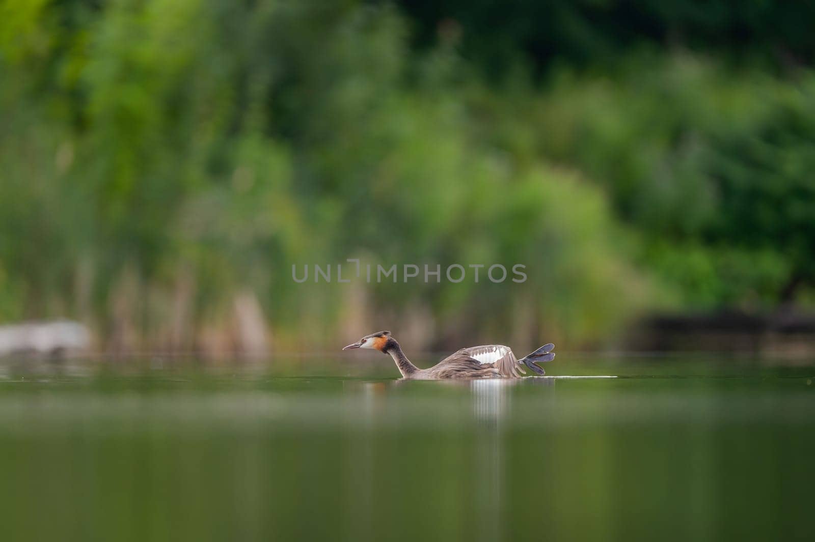 Great Crested Grebe flowing, smudged greenery and sheet of water in the background.Wildlife photo!