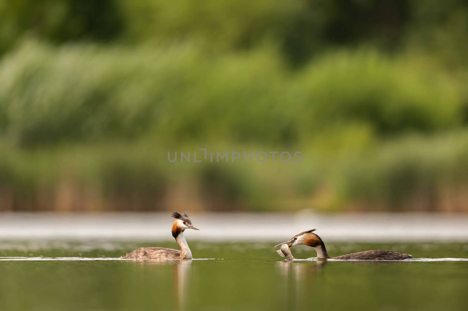 Great Crested Grebe swimming with a fish in its beak, with blurred greenery and sheet of water in the background.Wildlife photo!