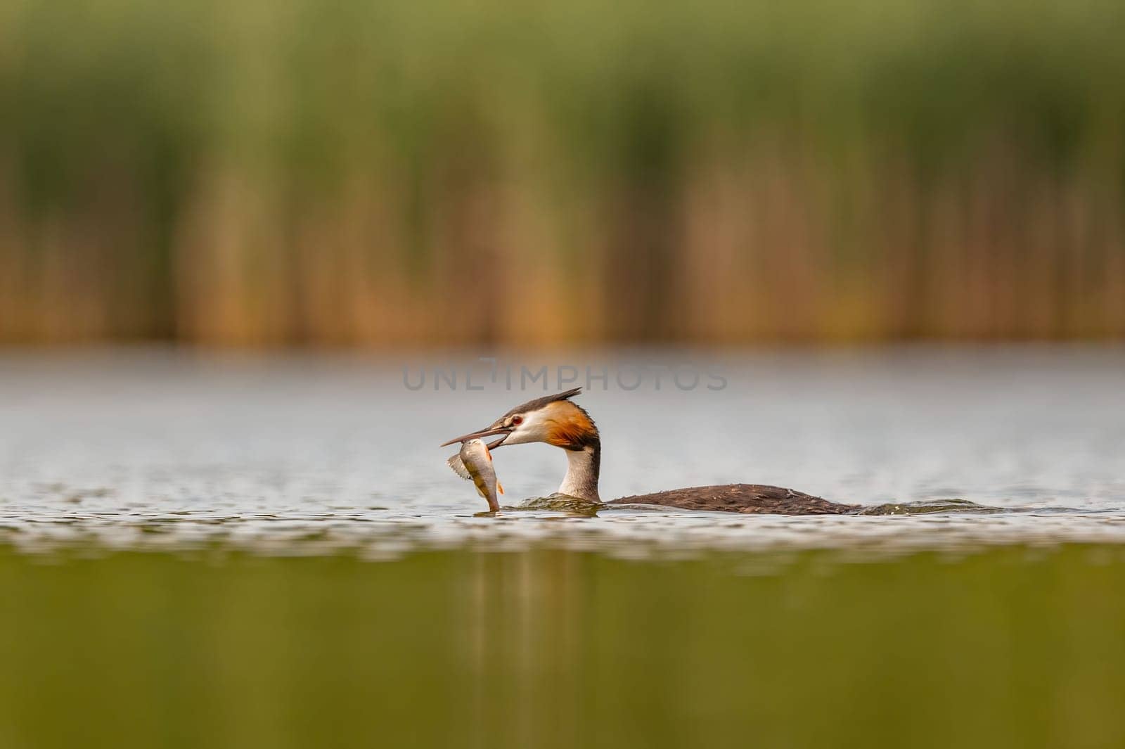 Great Crested Grebe swimming with a fish in its beak, with blurred greenery and sheet of water in the background.Wildlife photo!