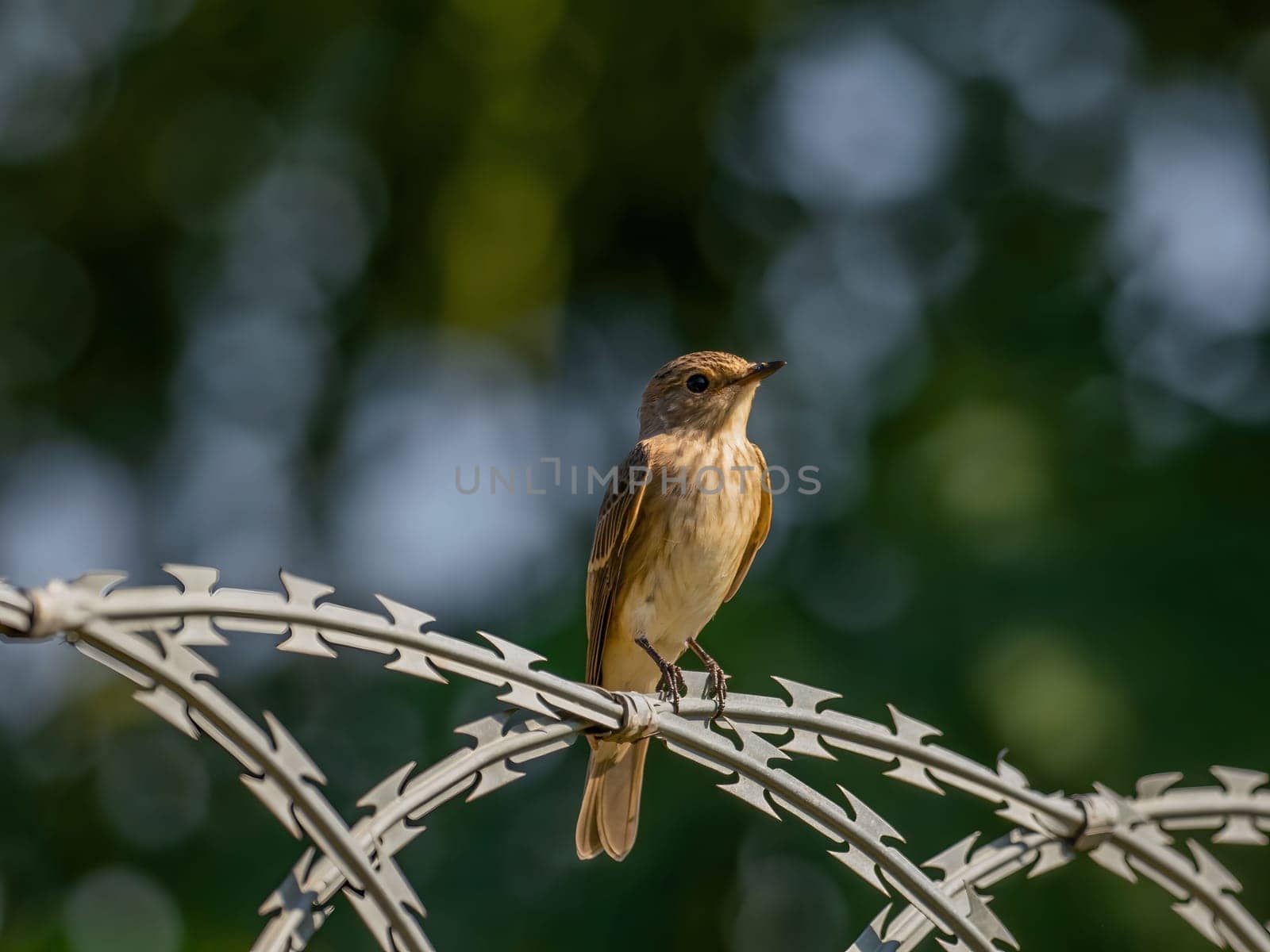 Spotted flycatcher sitting on a chain, smudged greenery in the background.Wildlife photo!