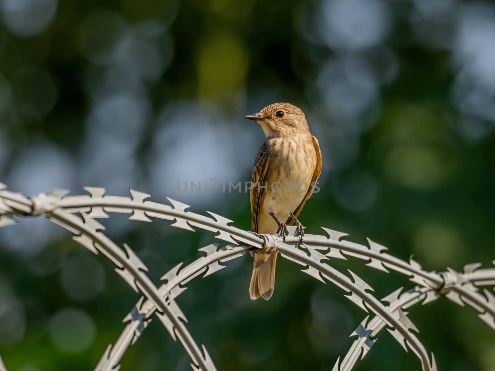 Spotted flycatcher sitting on a chain, smudged greenery in the background.Wildlife photo!