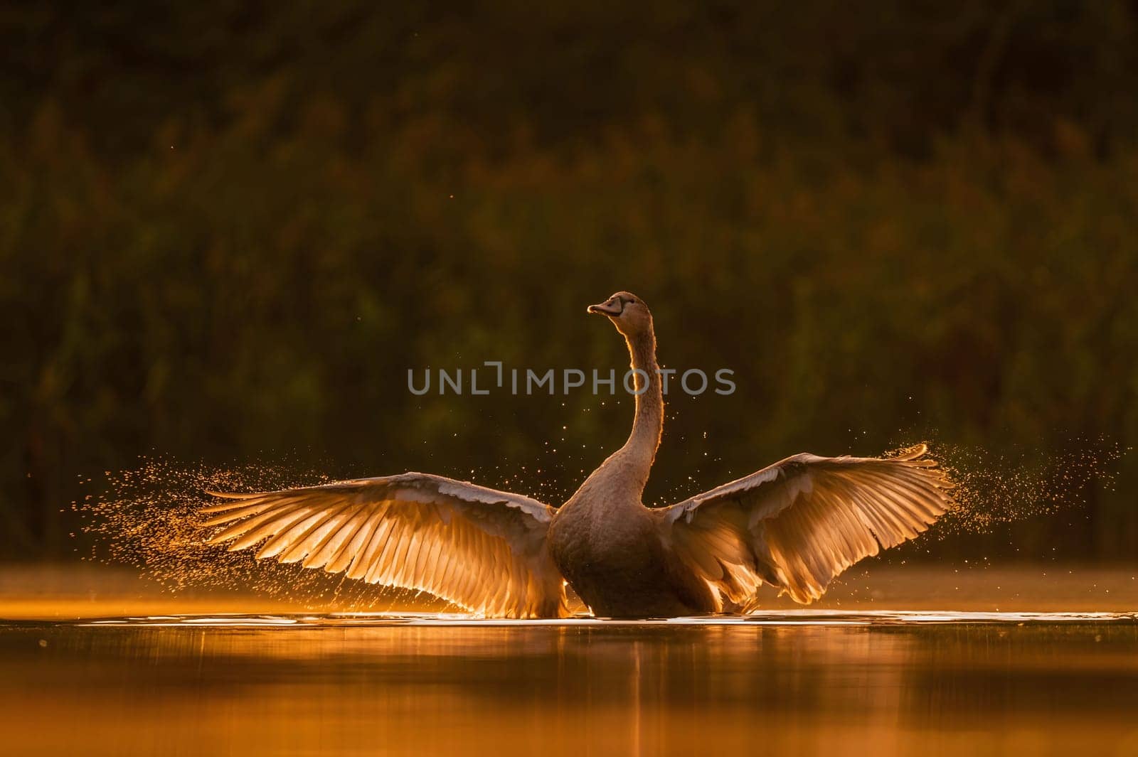 Mute swan preparing for flight at sunset, beautiful orange scenery.Wildlife photo!