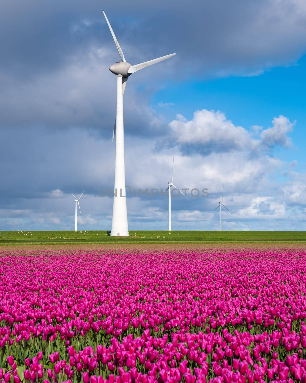 A field of vibrant purple tulips stretches as far as the eye can see, with a huge windmill turbine standing tall in the background against a clear blue sky. in the Noordoostpolder Netherlands