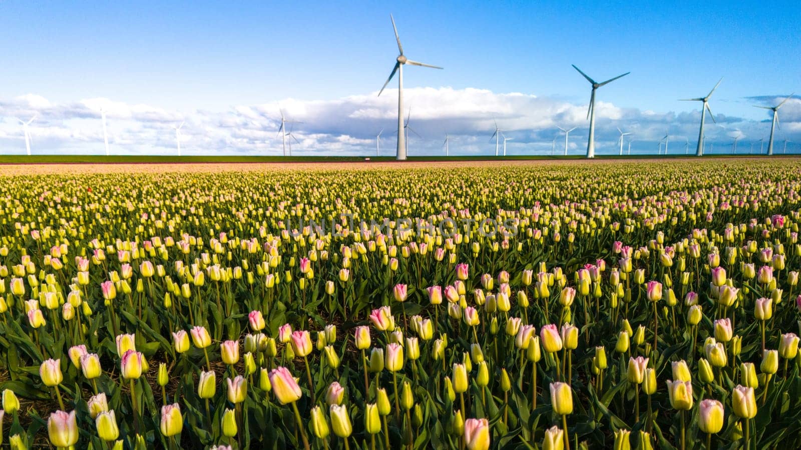 A vast field of colorful flowers sways gently in the breeze, with towering windmills in the background under a clear blue sky in the Netherlands in Spring by fokkebok