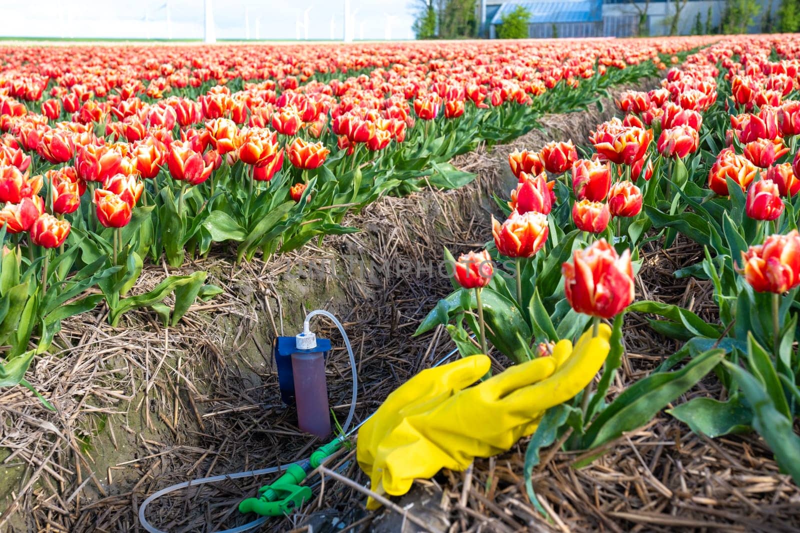 sprayer with pesticides and gloves on the ground with a colorful tulip field in the Netherlands by fokkebok