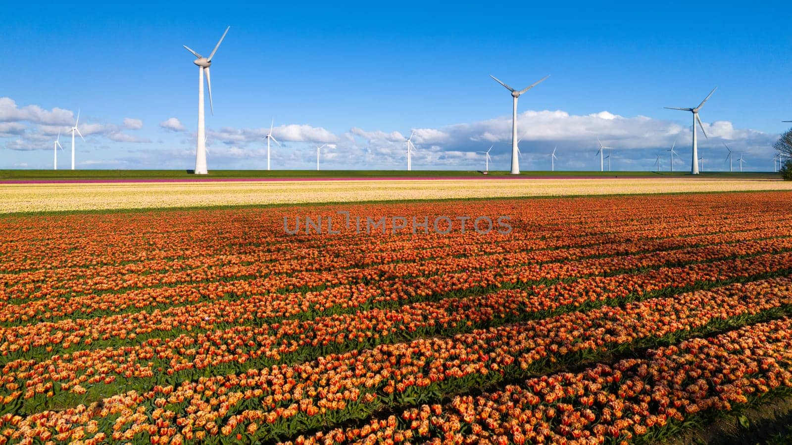 A vibrant field of tulips swaying in the wind, with majestic wind turbines towering in the background on a sunny Spring day by fokkebok