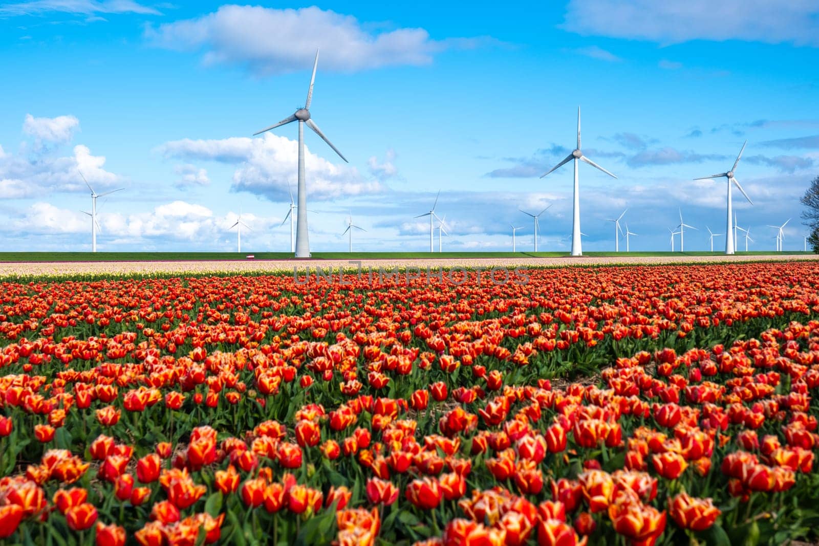 A vast field of red and yellow tulips in full bloom swaying gently in the wind, with iconic windmill turbines standing tall in the background by fokkebok