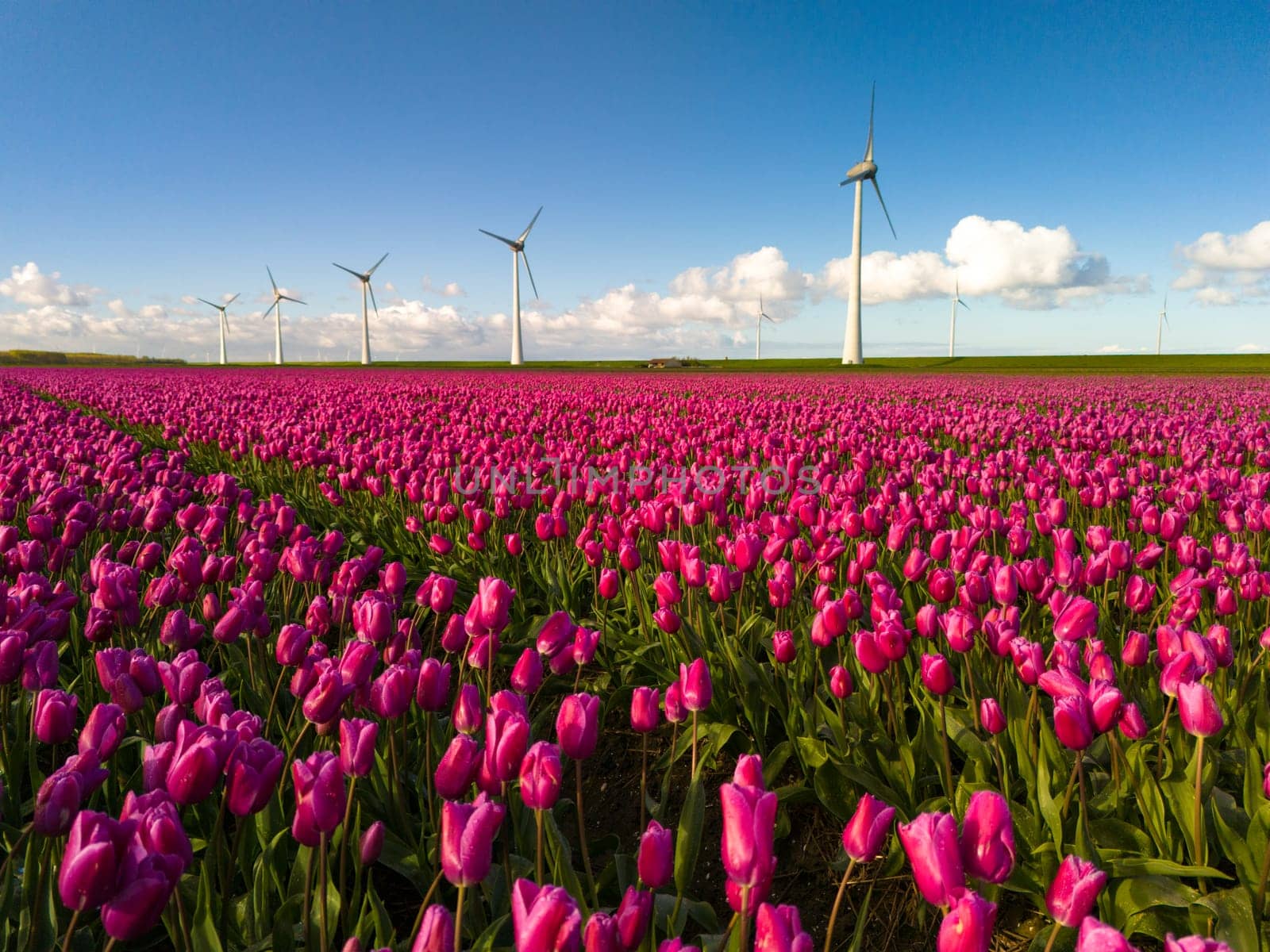 A vibrant field of pink tulips sways gracefully in the breeze, framed by majestic windmills standing tall in the background, a picturesque scene of Spring in the Netherlands.