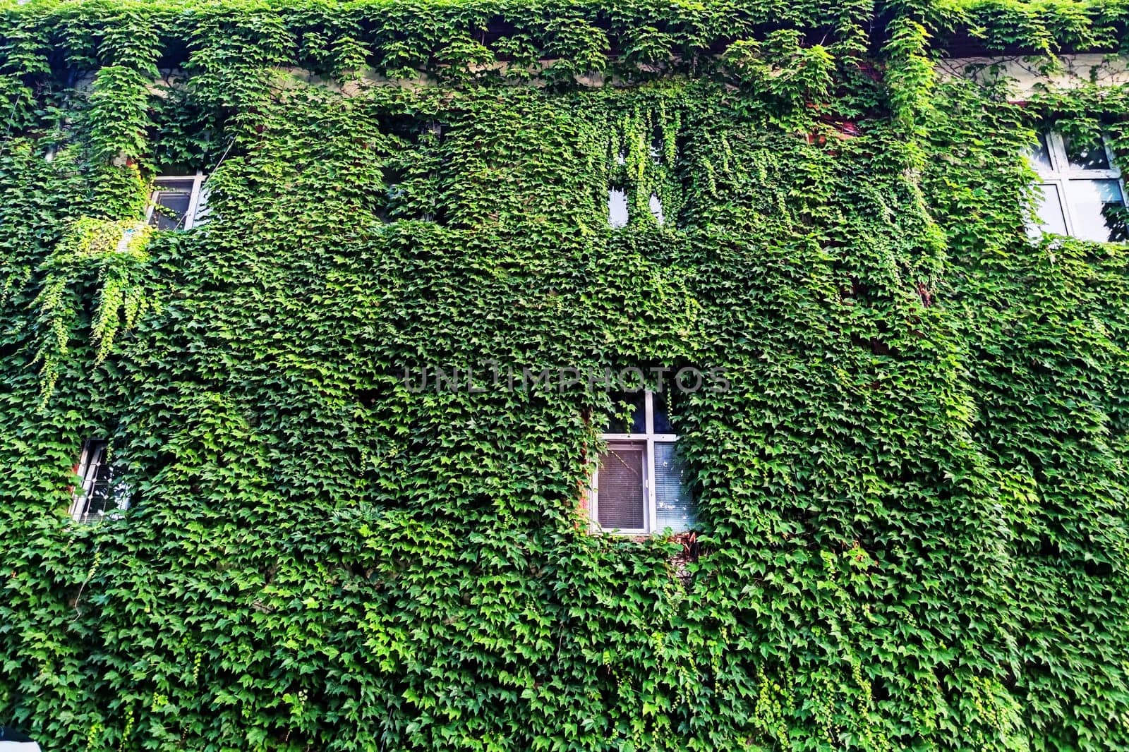 facade of a house overgrown with decorative creeping plants by Annado