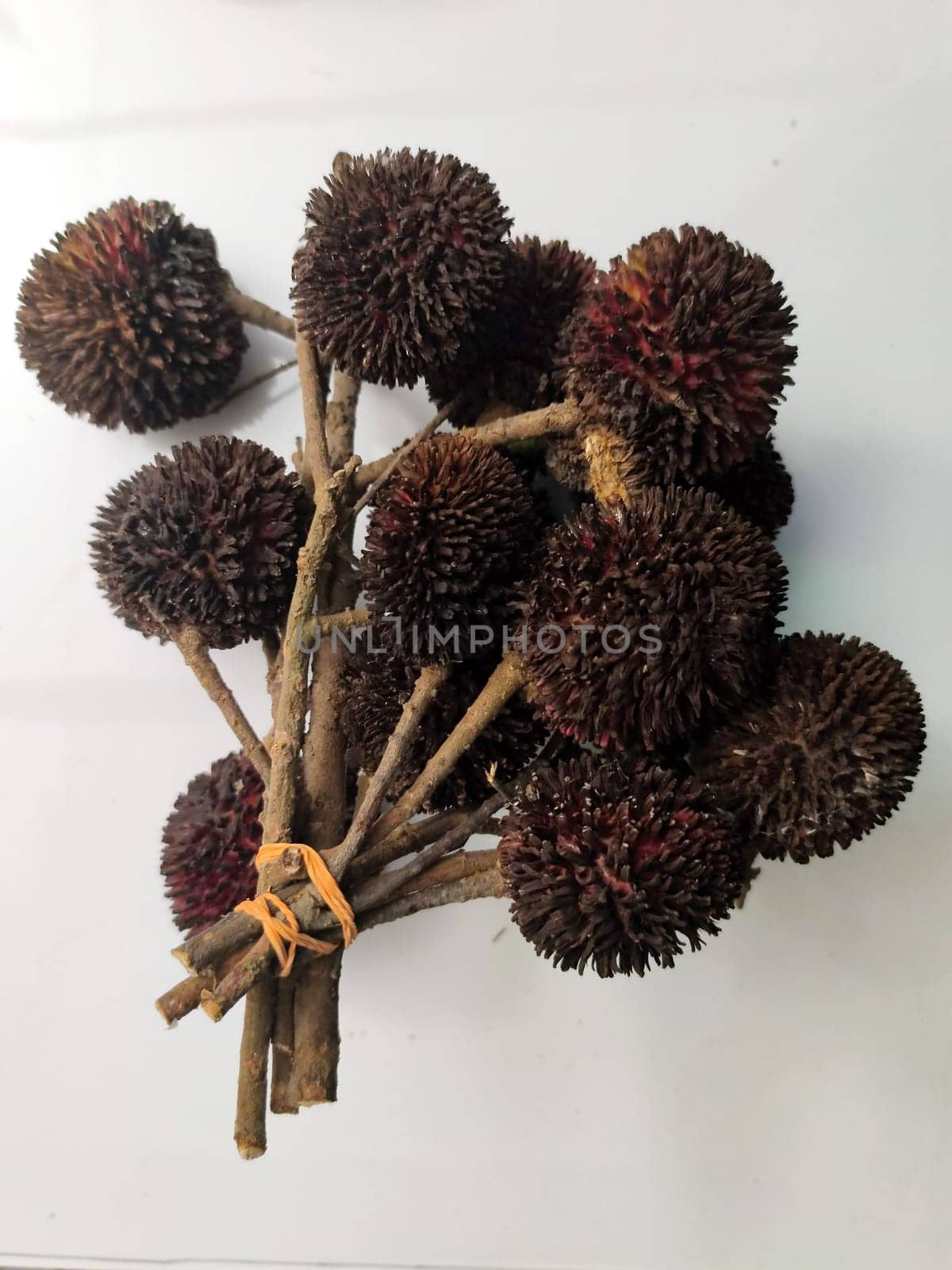 Tropical fruit Pulasan on a white background close-up by Annado