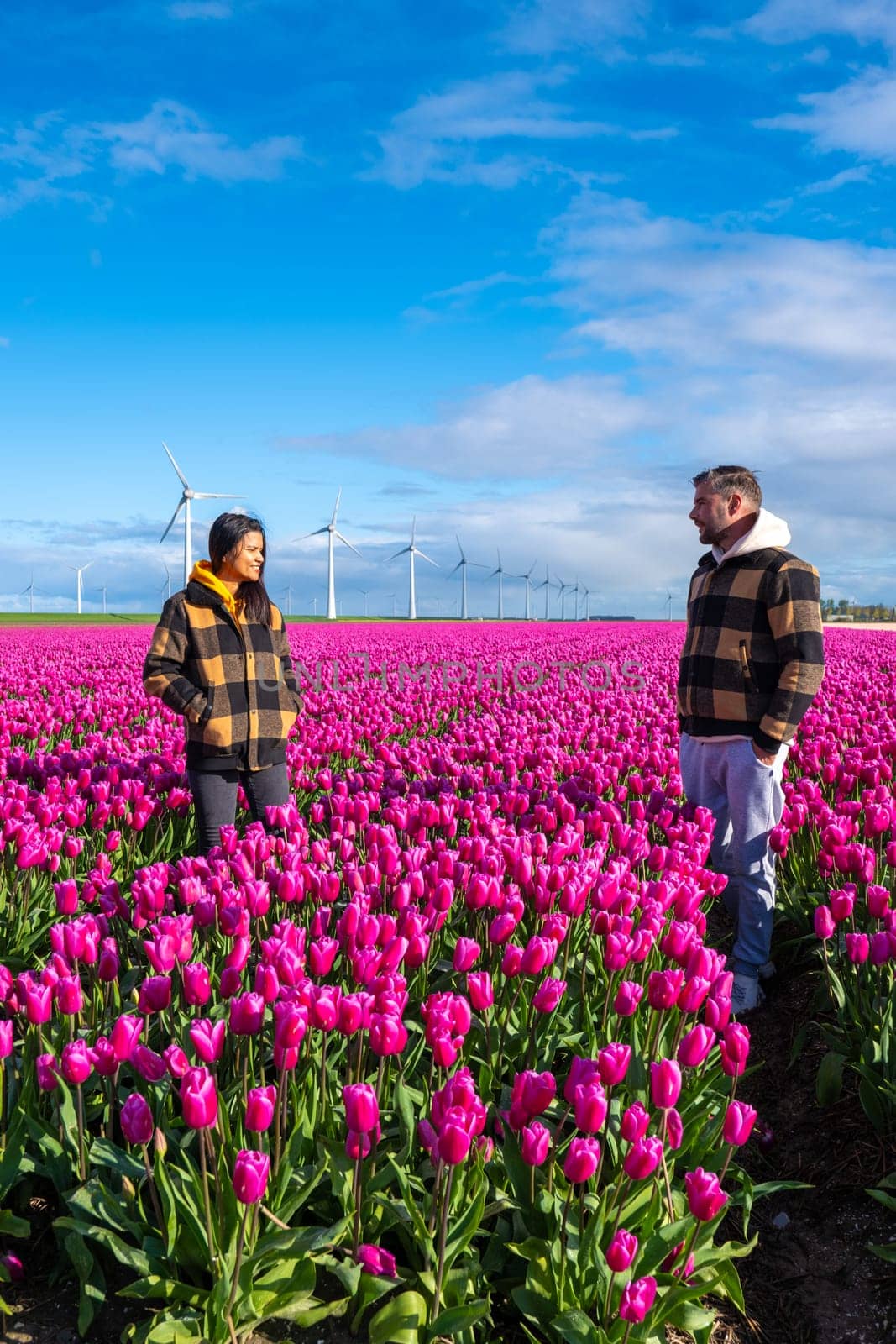 Two men standing tall in a sea of vibrant purple tulips, surrounded by windmill turbines in the Dutch countryside during Springtime by fokkebok