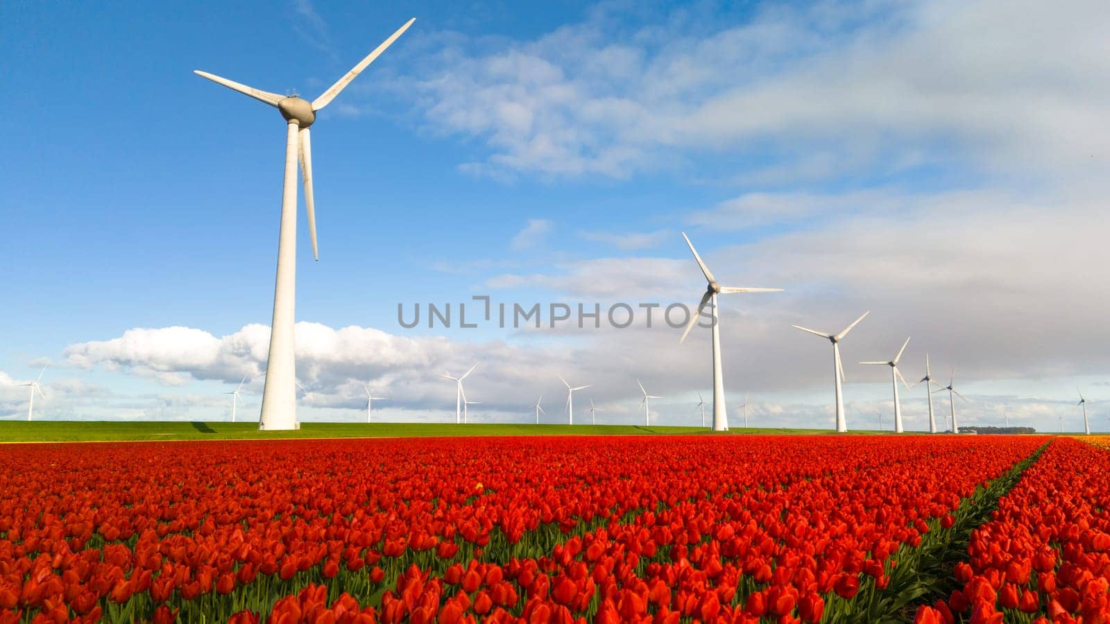 A vibrant field of red tulips dances in the wind, with traditional windmills spinning gracefully in the background by fokkebok