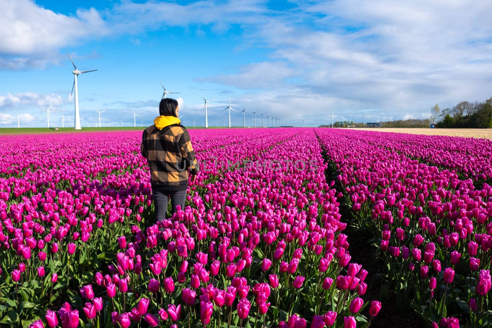 A woman stands in a vast field of purple tulips in the Netherlands during Spring, surrounded by colorful blooms and windmill turbines by fokkebok