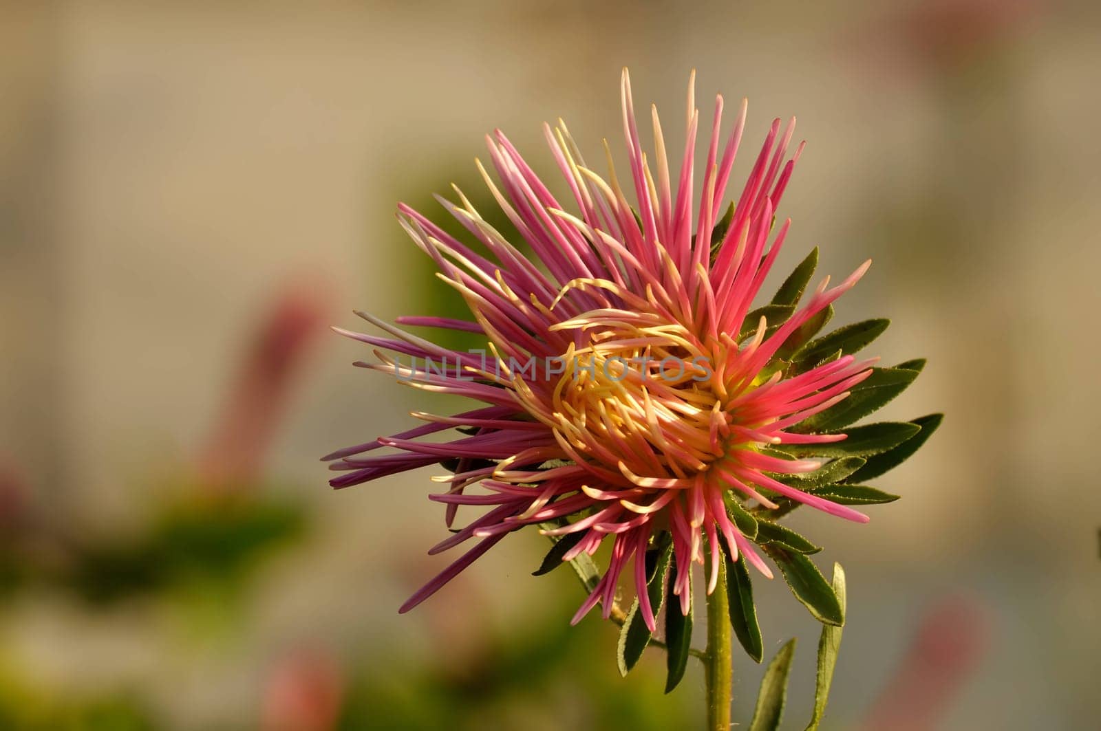 A stunning pink and white flower stands out against a softly blurred background, creating a captivating and eye-catching image.