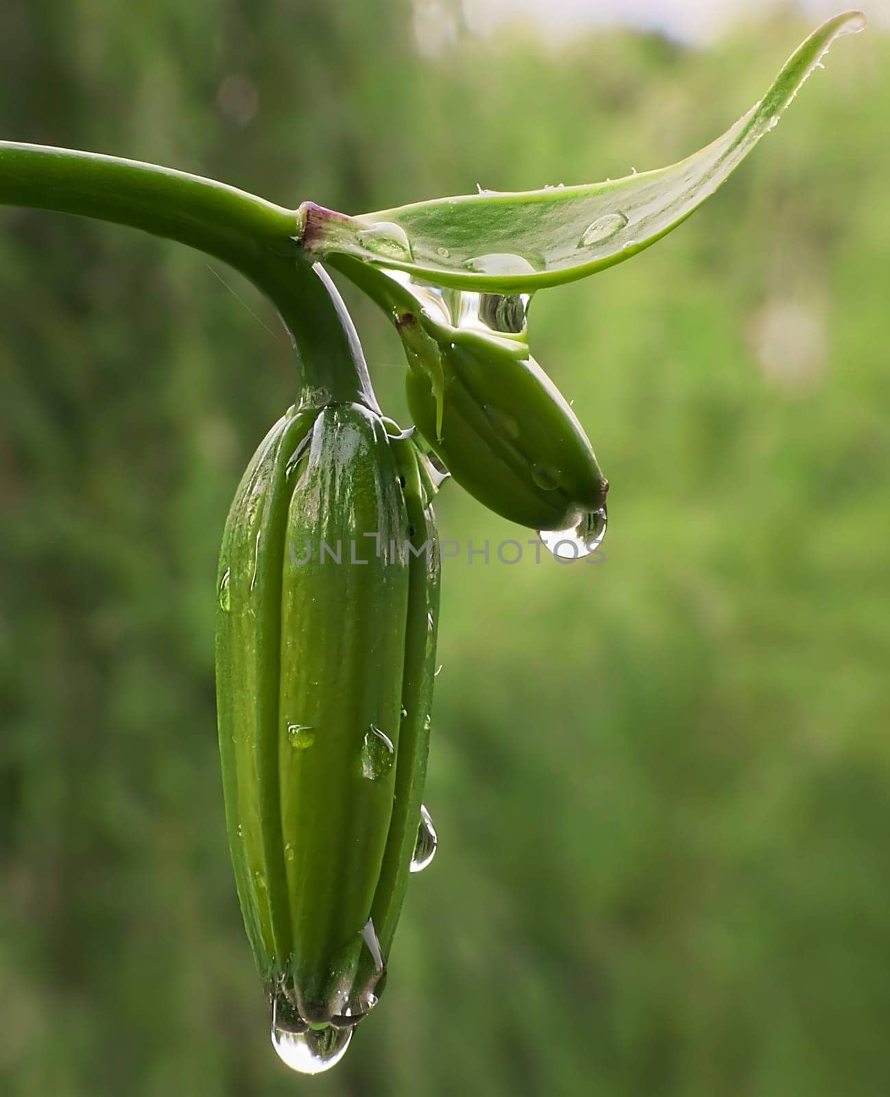 A delicate lily flower bud adorned with glistening water droplets, eagerly waiting to unfold its beauty and grace to the world.