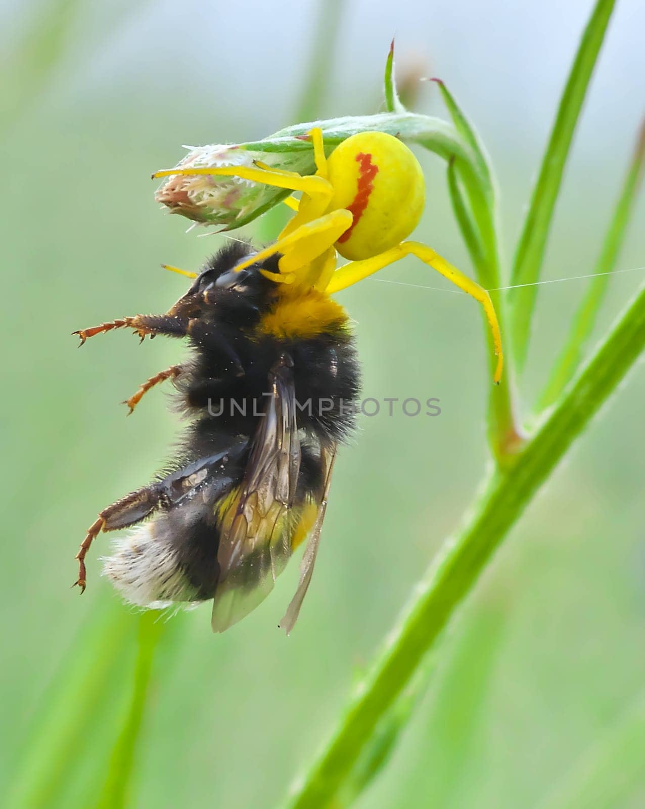 Bumblebee insect eaten by flower crab spider, close-up photo