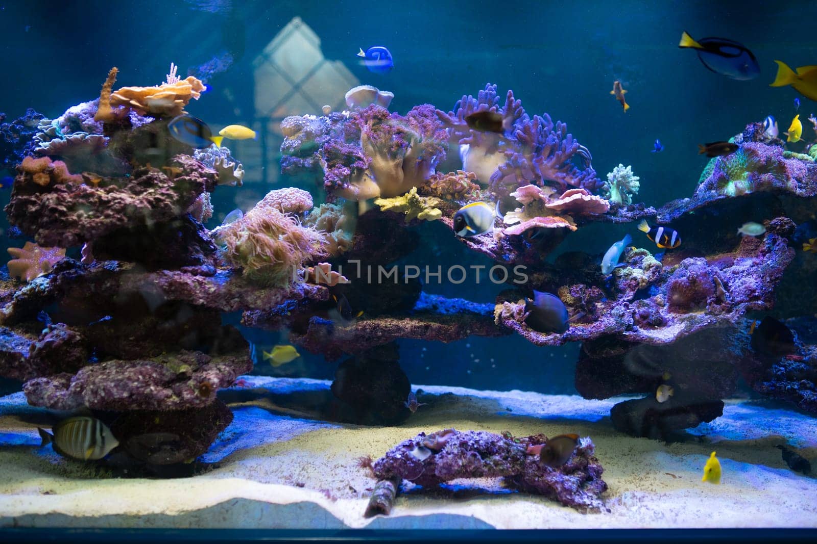 A stunning saltwater aquarium filled with vibrant fish and colorful coral creates a mesmerizing underwater scene.