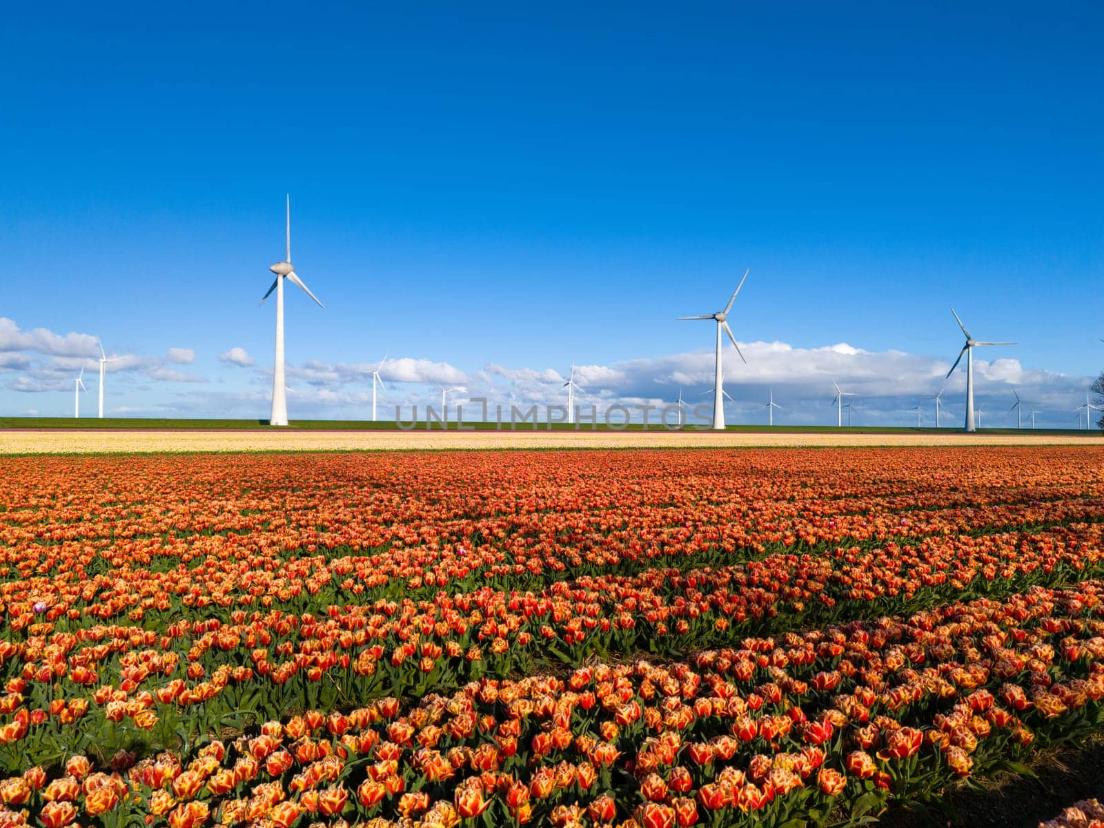 A mesmerizing field of vibrant tulips stretches out before majestic windmills, with their blades gracefully turning in the spring breeze by fokkebok