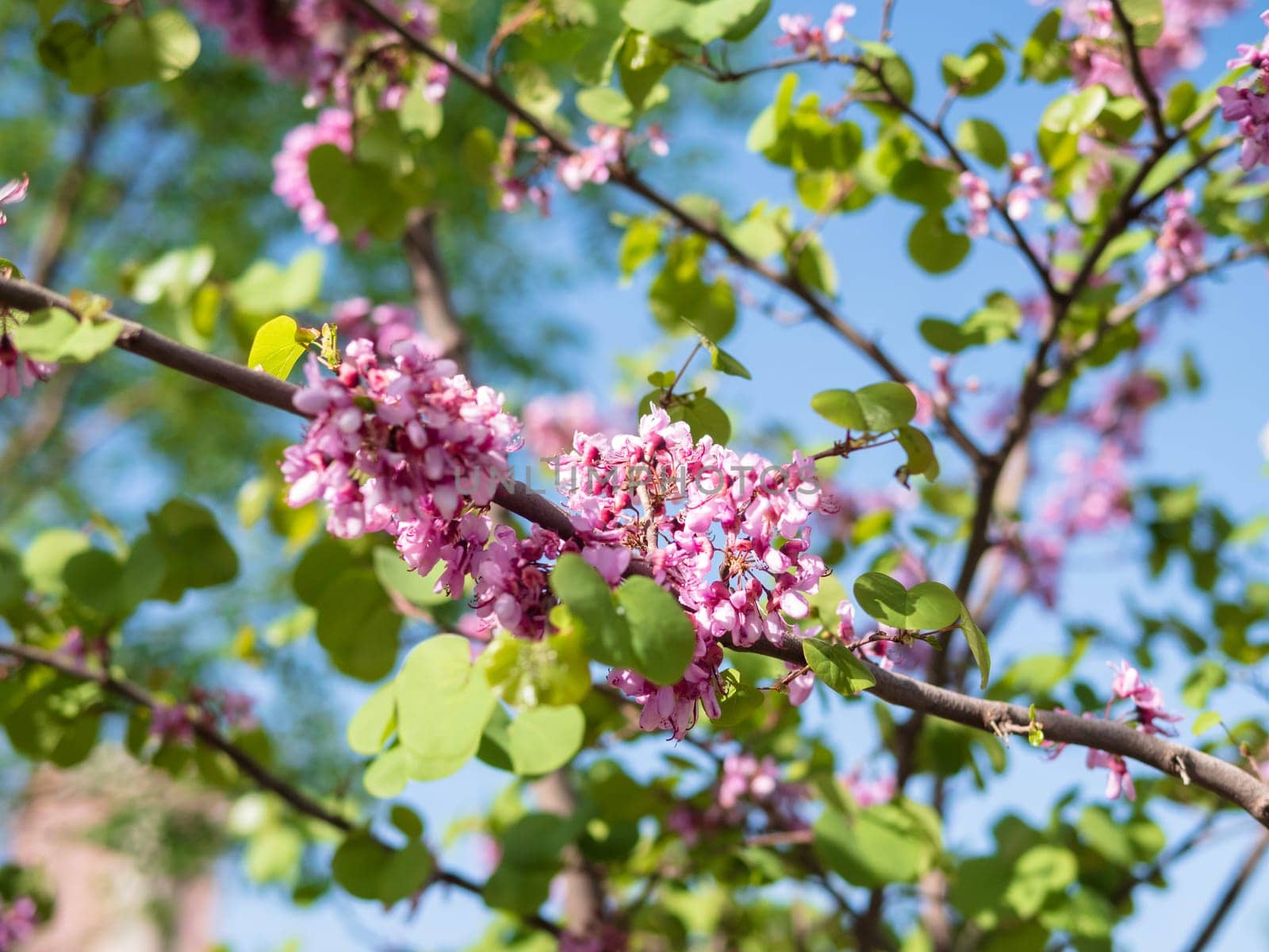 A blossoming prunus branch with pink flowers and green leaves under the sky by jackreznor