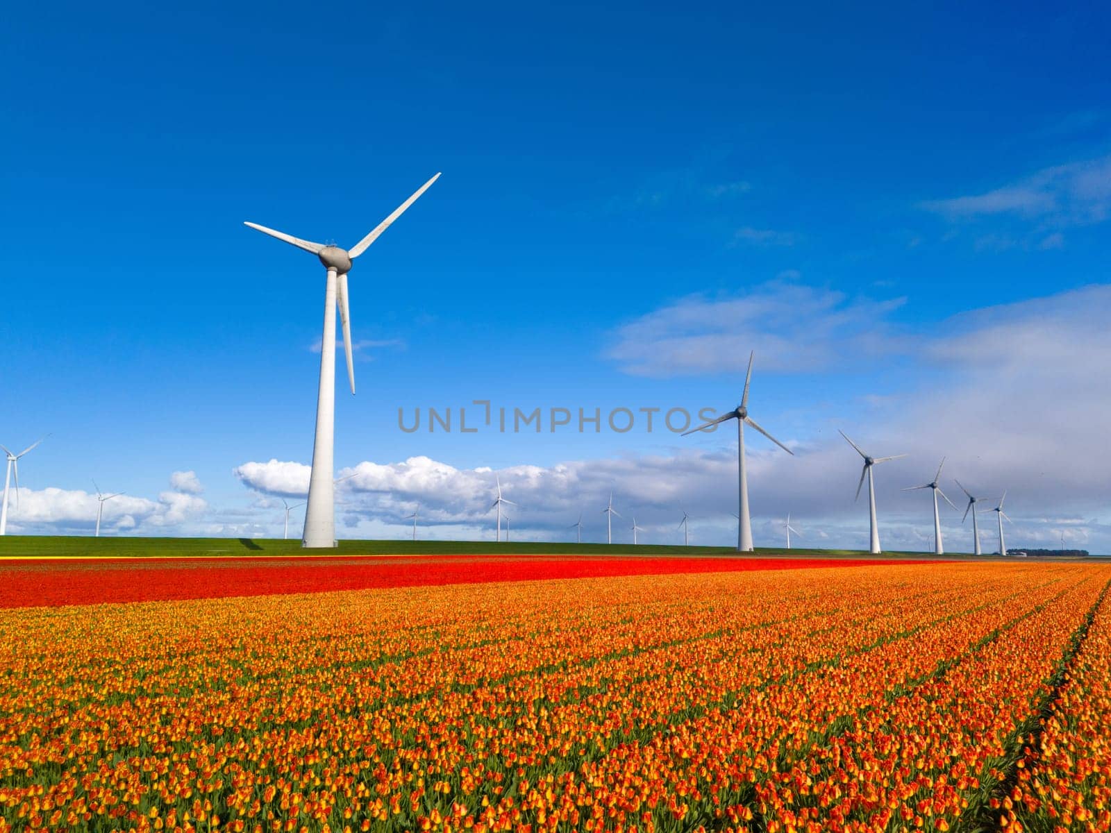 windmill park with spring flowers and a blue sky, drone aerial view with wind turbine and tulip flower field Flevoland Netherlands, zero emissions carbon neutral