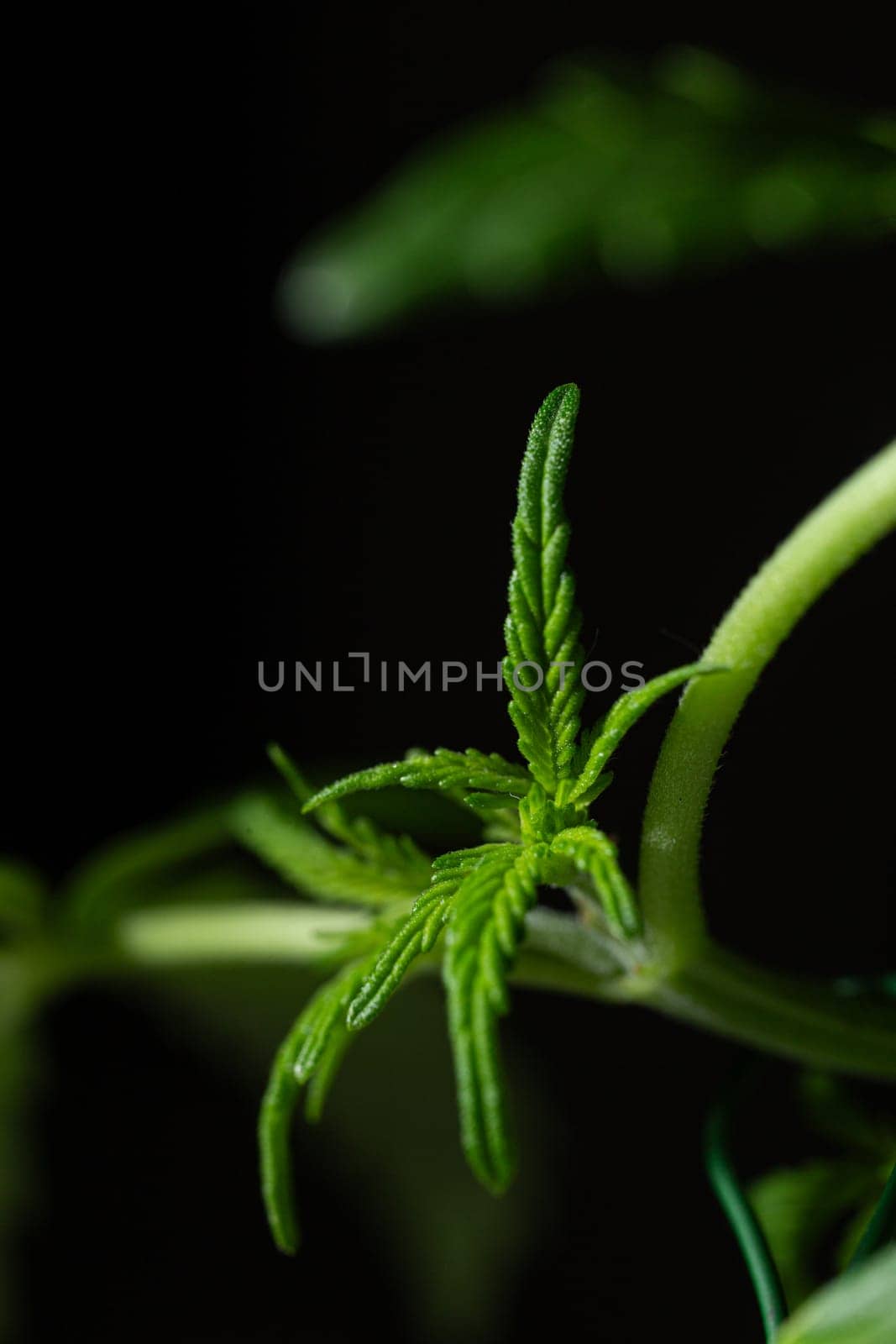 Fresh green cannabis leaf close up on a black background by Pukhovskiy