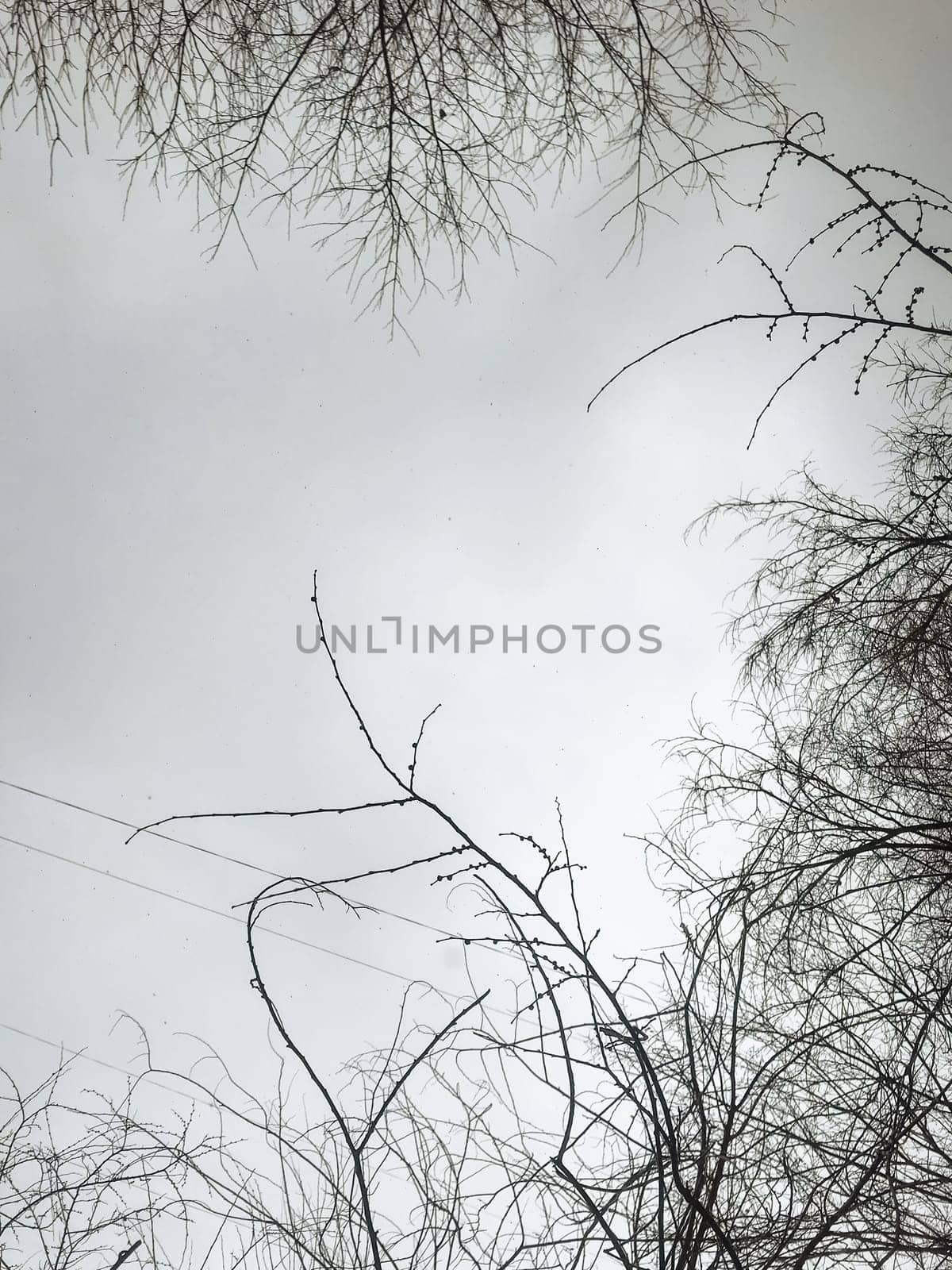 A dramatic and atmospheric image of a dark, moody sky seen through tangled, skeletal tree branches in silhouette.